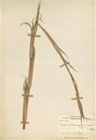 藏品(玉山箭竹)的圖片